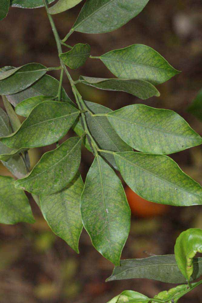              Shade leaves (Riverside, CA)       